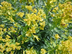 Euphorbia semivillosa
