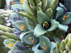 Puya × berteroniana