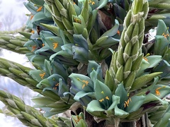 Puya × berteroniana