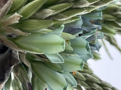 Puya × berteroniana