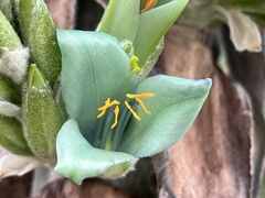 Puya × berteroniana