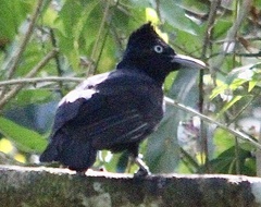 Cephalopterus ornatus