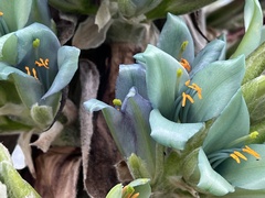Puya × berteroniana