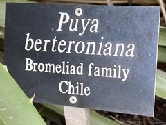 Puya × berteroniana