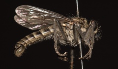 Lasiopogon