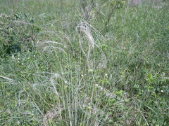 Stipa pennata