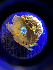 Echinodothis tuberiformis