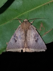 Ophisma