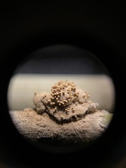 Echinodothis tuberiformis