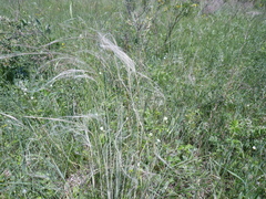Stipa pennata
