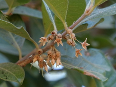 Xantolis tomentosa