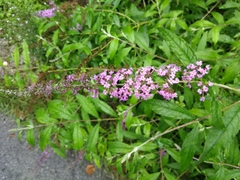 Buddleja davidii