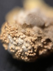 Echinodothis tuberiformis