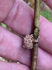 Echinodothis tuberiformis