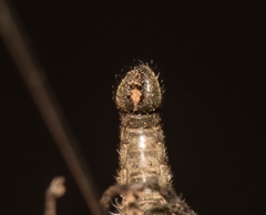 Lasiopogon