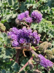 Phacelia pedicellata