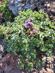 Phacelia pedicellata