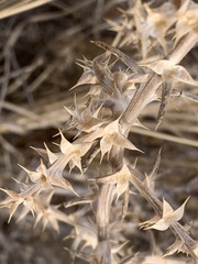 Salsola tragus