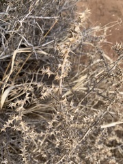 Salsola tragus