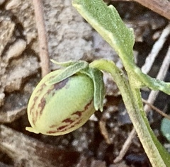 Viola cleistogamoides
