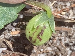 Viola cleistogamoides