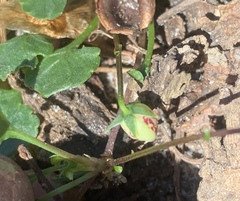 Viola cleistogamoides