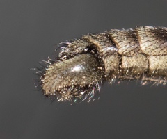 Lasiopogon
