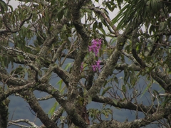 Image of Barkeria lindleyana