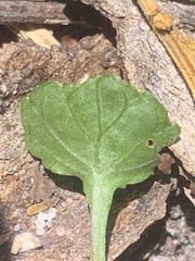 Viola cleistogamoides