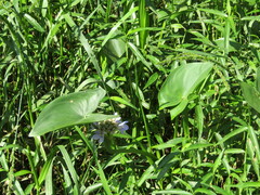 Pontederia vaginalis