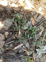 Viola cleistogamoides