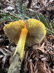 Hygrocybe singeri