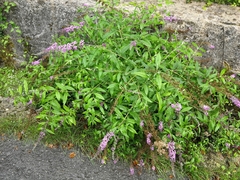 Buddleja davidii