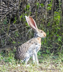 Lepus alleni