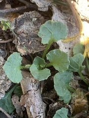 Viola cleistogamoides