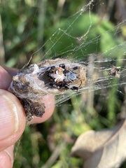 Metepeira labyrinthea