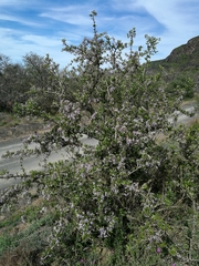 Ehretia rigida rigida