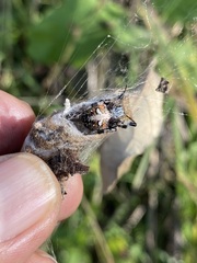 Metepeira labyrinthea