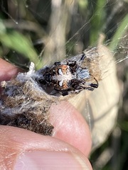 Metepeira labyrinthea