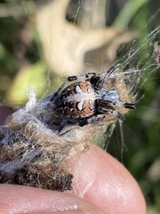 Metepeira labyrinthea