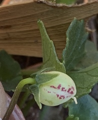 Viola cleistogamoides