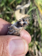 Metepeira labyrinthea