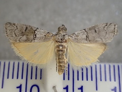 Pyralidae