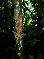 Anolis capito