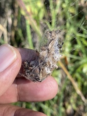 Metepeira labyrinthea