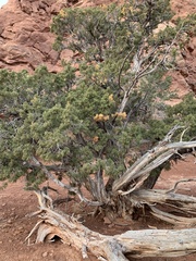 Juniperus osteosperma