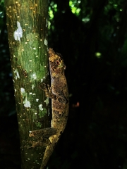 Anolis capito