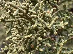 Juniperus osteosperma