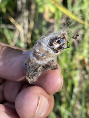 Metepeira labyrinthea