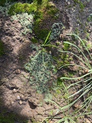 Riccia